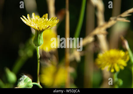 macrophotography of a yellow hawkweed, hieracium, in summer meadow on sunny day Stock Photo