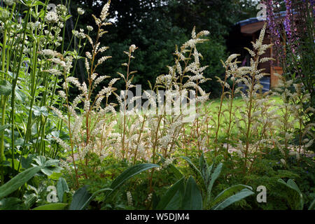 Zwerg-Geissbart, Zwerggeissbart (Aruncus aethusifolius) Stock Photo