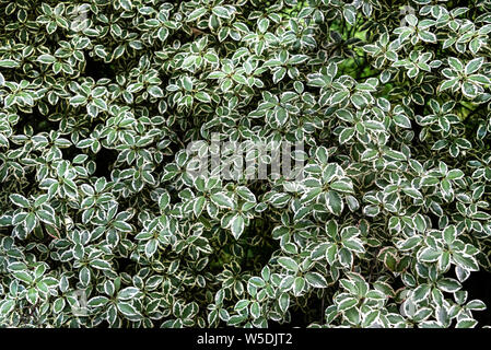 Pittosporum Tenuifolium Marjory Channon,Pittosporaceae. Variegated, evergreen shrub. Stock Photo
