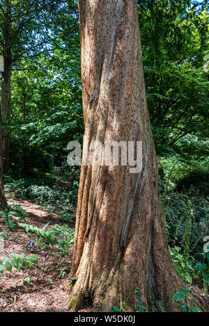 Metasequoia Glyptostroboides, Cupressaceae, Dawn Redwood. Stock Photo
