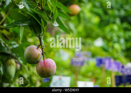 HD Mango Image, Colorful background, Mango fruit hanging on mango tree Stock Photo