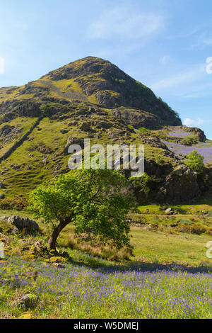 Rannerdale Bluebells in the Lake District in Cumbria Stock Photo