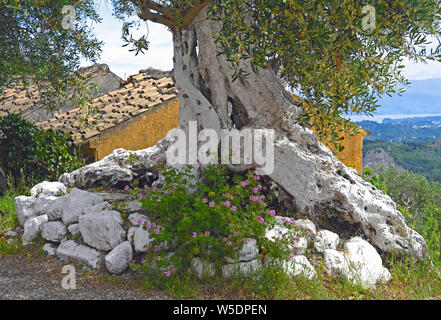 Painted ancient olive tree in Corfu village, Greece Stock Photo