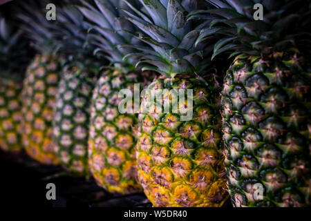 Row of MG3 variety pineapple fruit. Selective focus. Copy space. Stock Photo