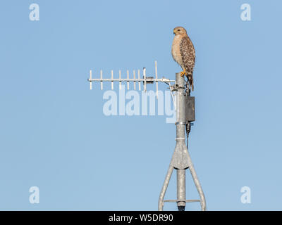 Red-shouldered hawk sits on top of a communications antenna Stock Photo