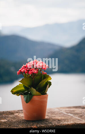 Close up view of a clay flowerpot with small pink kalanchoe flowers standing on a stone wall with the lake Bled at the background. Slovenia, aerial vi Stock Photo