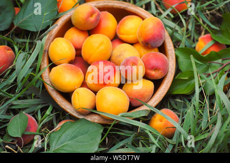 Organic apricots in a wooden bowl Stock Photo