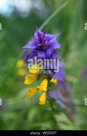 Wood cow-wheat (Melampyrum nemorosum) - wild flower, herb with beautiful blue and yellow flower close-up Stock Photo