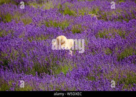 women wearing a straw hat sitting in  the lavender fields at Cotswold lavender near Broadway Worcestershire, England UK Stock Photo