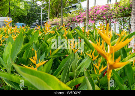 Heliconia latispatha inflorescences blooming flowers at city garden spot at Orchard road in Singapore Stock Photo