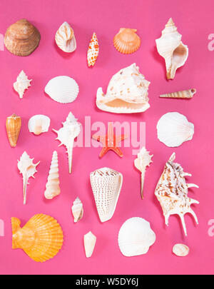 Seashells  on pink background Stock Photo