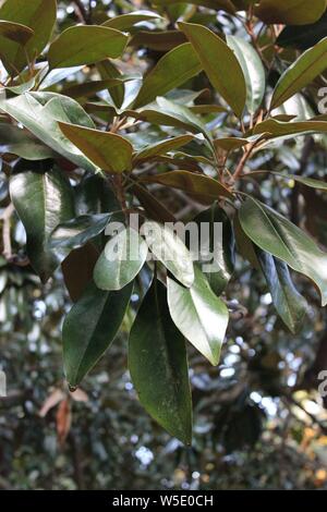 Ficus elastica, rubber plant tree, growing in the park, rubber fig, rubber bush, rubber tree, rubber plant, or Indian rubber bush, Indian rubber tree, Stock Photo