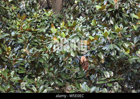 Ficus elastica, rubber plant tree, growing in the park, rubber fig, rubber bush, rubber tree, rubber plant, or Indian rubber bush, Indian rubber tree, Stock Photo