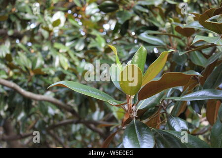 Ficus elastica, rubber plant tree, growing in the park, rubber fig, rubber bush, rubber tree, rubber plant, or Indian rubber bush, Indian rubber tree, Stock Photo