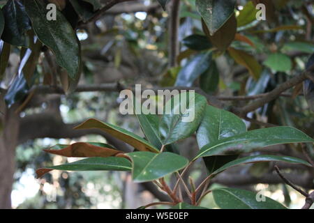 Ficus elastica, rubber plant tree, growing in the park, rubber fig, rubber bush, rubber tree, rubber plant, or Indian rubber bush, Indian rubber tree, Stock Photo