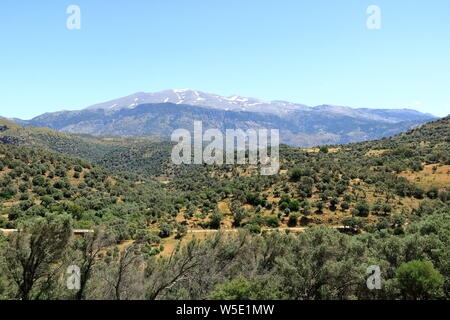 Olive plantations in Crete, Greece in Europe Stock Photo