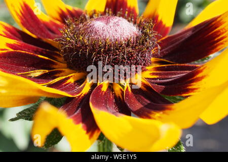 Side shot close-up of a Gloriosa Daisy (Rudbeckia hirta) flower growing in a Glebe garden, Ottawa, Ontario, Canada.