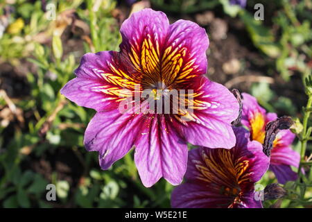 Painted Tongue (Salpiglossis sinuata) in a Glebe garden, Ottawa, Ontario, Canada. Stock Photo