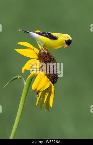 American goldfinch (Spinus tristis) male feeding on sunflower, Iowa, USA. Stock Photo