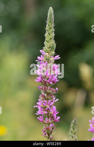 Purple loosestrife (Lythrum salicaria), summer wildflower growing beside a river, UK Stock Photo