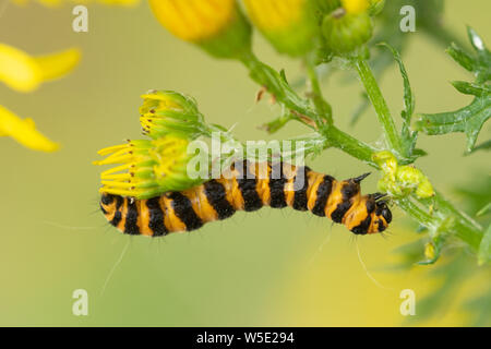 Cinnabar moth caterpillar close-up (Tyria jacobaeae larva). Striped caterpillar on ragwort wildflower, UK. Stock Photo