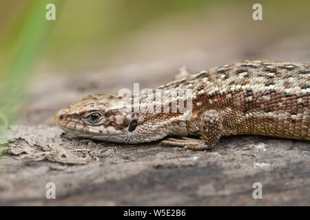 Close-up of a common lizard, also called viviparous lizard (Zootoca vivipara) basking on a log, UK Stock Photo