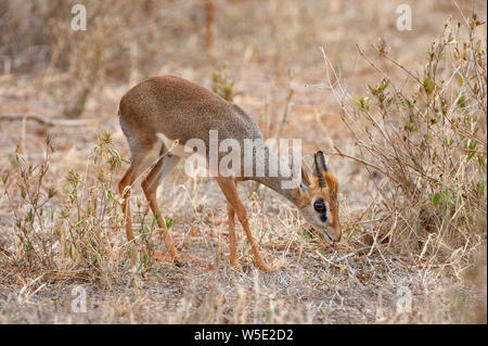 Cavendish’s Dik-dik (Madoqua [kirkii] cavendishi) male grazing in savanna, Tsavo East National Park, Kenya. Stock Photo