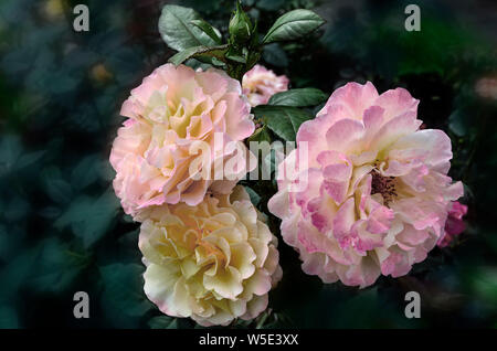 Vintage floral card. Three delicate roses in garden with pink-yellow petals on dark blurred background. Beautiful bouquet of gentle rose flowers Stock Photo