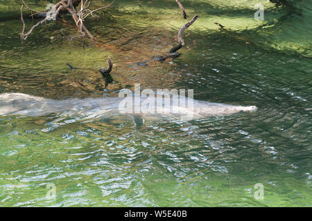 Manatees, Blue Springs State Park, Florida Stock Photo