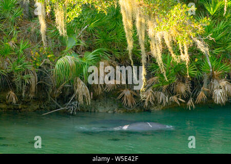 Manatees, Blue Springs State Park, Florida Stock Photo