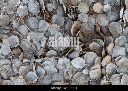 Frozen leafes in the winter on the ground Stock Photo