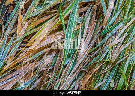 Frozen grass in the winter on the ground Stock Photo