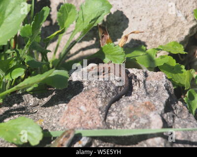 Young lizard basking in the sun. Lacerta agilis. Sand lizard. Close up. Stock Photo