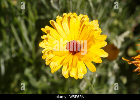 Yellow common marigold flower in a field during summer Stock Photo