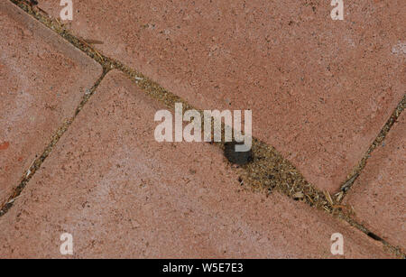 Close up of weathered light red concrete paving bricks laid in sand and here used as part of a large backyard garden. Stock Photo