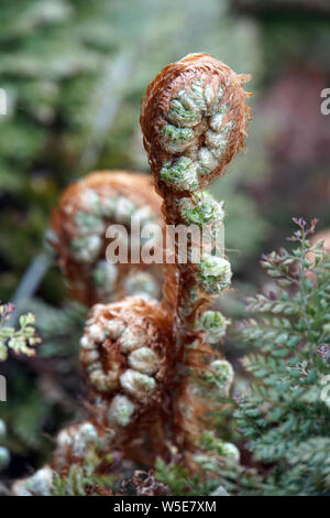 Grannen-Schildfarn, Borstiger Schildfarn (Polystichum setiferum), junge Farnwedel vor dem Ausrollen Stock Photo