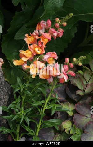 Großes Löwenmaul (Antirrhinum majus) - Blütenstand Stock Photo