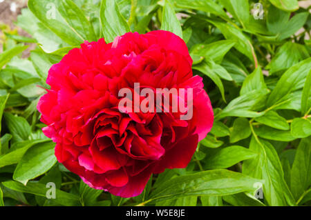 Large red paeonia officinalis flower head set against a background of green leaves Stock Photo