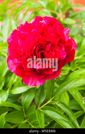 Large red paeonia officinalis flower head set against a background of green leaves Stock Photo