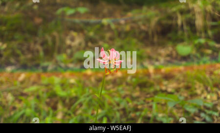 Siberian fawn lily, also known as Erythronium sibiricum. Liliaceae family. Bulbous perennials, commonly known as Siberian light brown lilies. Stock Photo