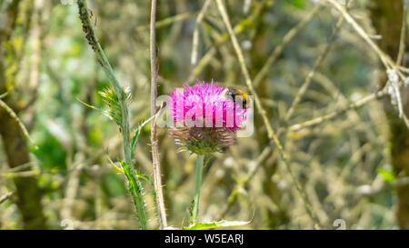 Bright, beautiful thistles in the forest. Close-up view. A bee is collecting pollen to make honey. Stock Photo