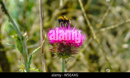 Bright, beautiful thistles in the forest. Close-up view. A bee is collecting pollen to make honey. Stock Photo