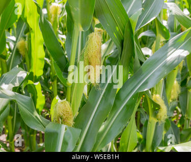 close up of growing ear of corn with silk and husk on corn stalk in summer Stock Photo