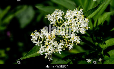 Achillea millefolium, known commonly as yarrow. A bee is collecting pollen on Milfoil flowers Stock Photo