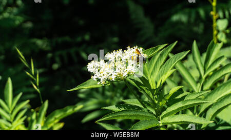Achillea millefolium, known commonly as yarrow. A bee is collecting pollen on Milfoil flowers Stock Photo