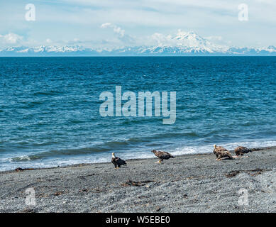 Bald eagles eating a halibut that was on the beach. Stock Photo