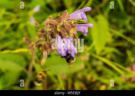 Campanula Bell Flower.  Bee collecting nectar pollen from bluebell. It is grown as an ornamental plant in gardens Stock Photo