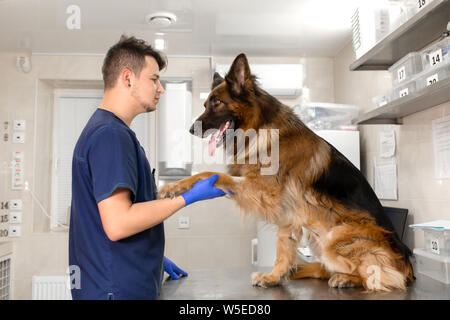 young vet at the clinic with a dog German shepherd breed. Animal healthcare concept. Stock Photo