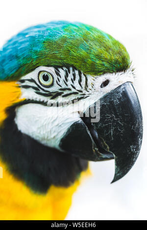 Portrait of blue and yellow ara macaw parrot isolated on white background close up Stock Photo