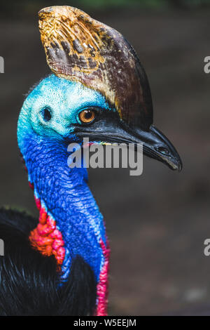 The northern cassowary (Casuarius unappendiculatus) also known as the one-wattled cassowary. Is a large, aggressive, stocky, flightless bird of northe Stock Photo